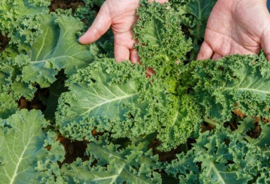 Farmer holding raw kale