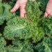 Farmer holding raw kale