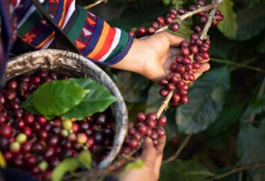 Hand holding coffee beans on coffee farm
